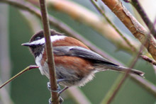 Chestnut-backed Chickadee